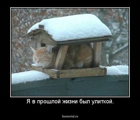 Я в прошлой жизни был улиткой.