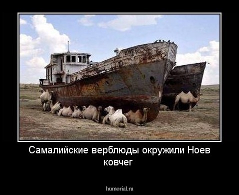 Самалийские верблюды окружили Ноев ковчег
