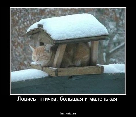 Ловись, птичка, большая и маленькая!