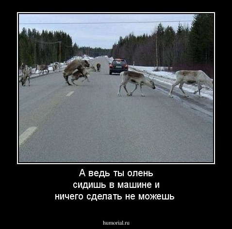 А ведь ты олень сидишь в машине и ничего сделать не можешь
