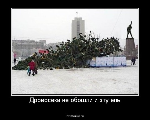Дровосеки не обошли и эту ель