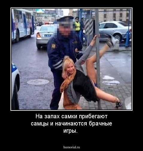 На запах самки прибегают самцы и начинаются брачные игры.