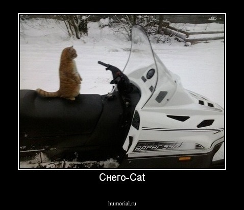 Снего-Cat