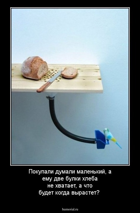 Покупали думали маленький, а ему две булки хлеба не хватает, а что будет когда вырастет?
