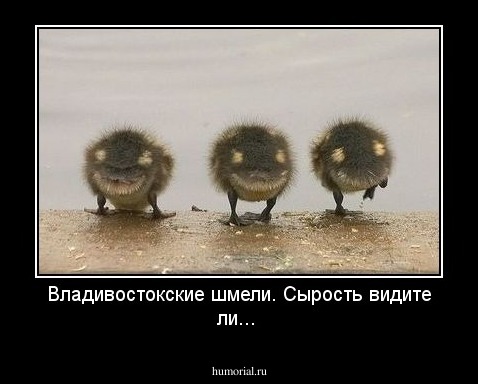 Владивостокские шмели. Сырость видите ли...