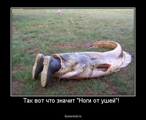 Так вот что значит "Ноги от ушей"!  