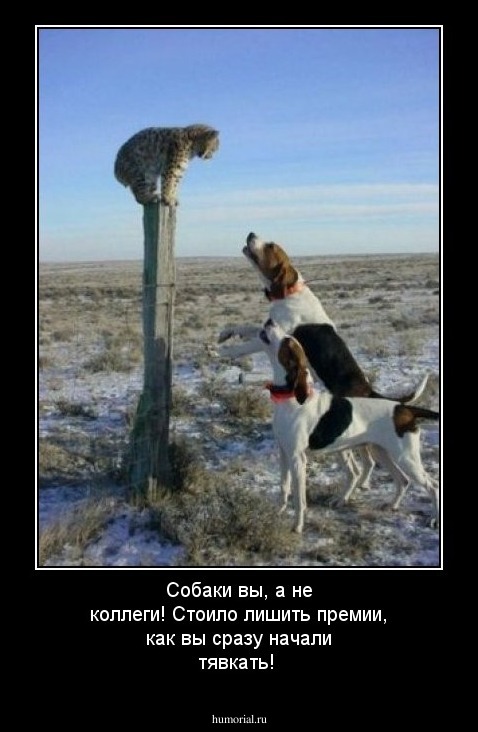 Собаки вы, а не коллеги! Стоило лишить премии, как вы сразу начали тявкать!