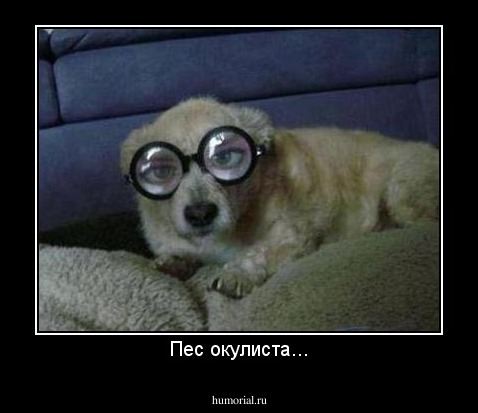 Пес окулиста...