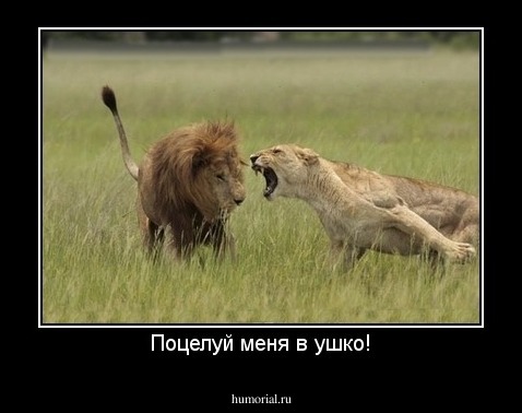 Поцелуй меня в ушко!