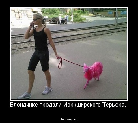 Блондинке продали Йоркширского Терьера.