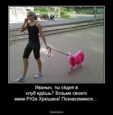 Иваныч, ты сёдня в клуб идёшь? Возьми своего мини-PIGa Хрюшика! Познакомимся...
