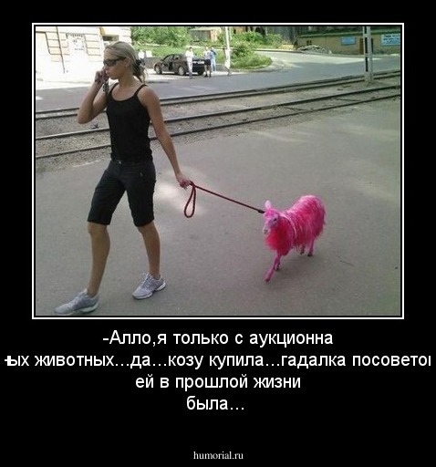 -Алло,я только с аукционна гламурных животных...да...козу купила...гадалка посоветовала...я ей в прошлой жизни была...