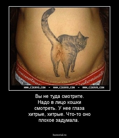 Вы не туда смотрите. Надо в лицо кошки смотреть. У нее глаза хитрые, хитрые. Что-то оно плохое задумала. 