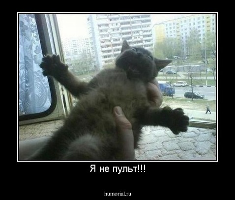 Я не пульт!!!