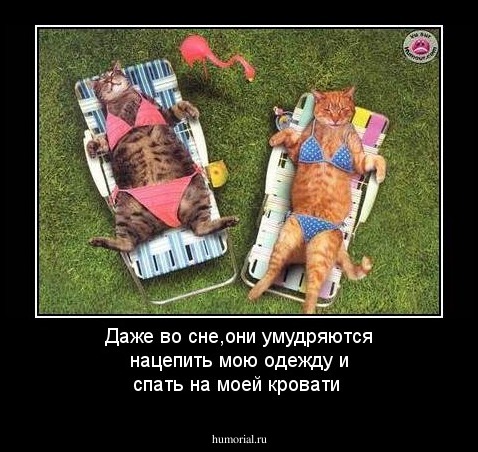 Даже во сне,они умудряются нацепить мою одежду и спать на моей кровати