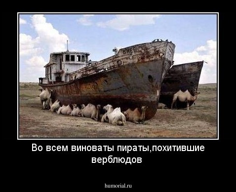 Во всем виноваты пираты,похитившие верблюдов