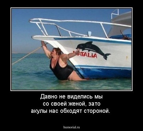 Давно не виделись мы со своей женой, зато акулы нас обходят стороной.