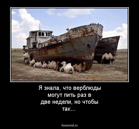 Я знала, что верблюды могут пить раз в две недели, но чтобы так...