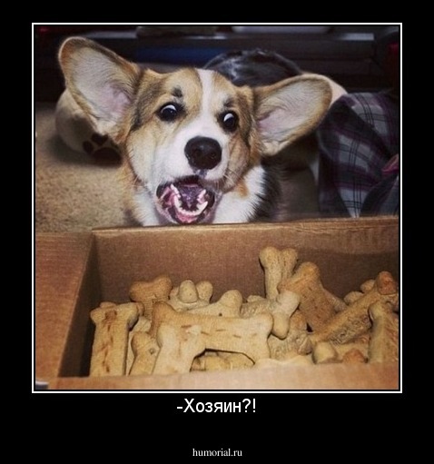 -Хозяин?!