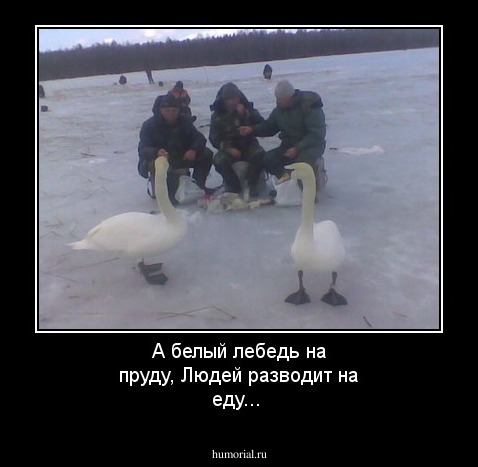 А белый лебедь на пруду,
Людей разводит на еду...
