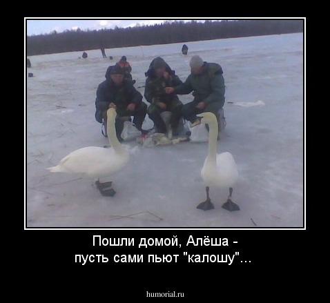 Пошли домой, Алёша - пусть сами пьют "калошу"...