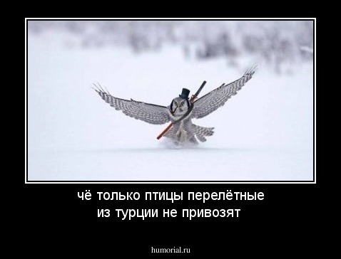 чё только птицы перелётные из турции не привозят