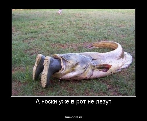 А носки уже в рот не лезут