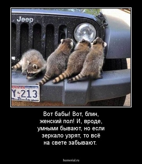Вот бабы! Вот, блин, женский пол! И, вроде, умными бывают, но если зеркало узрят, то всё на свете забывают.