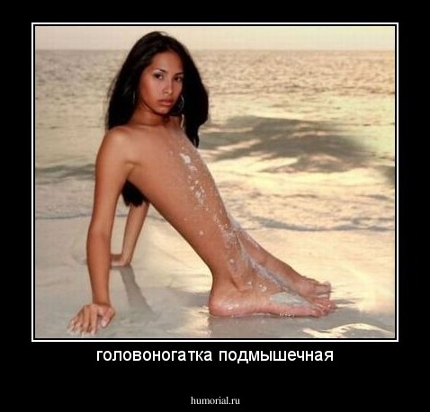 головоногатка подмышечная