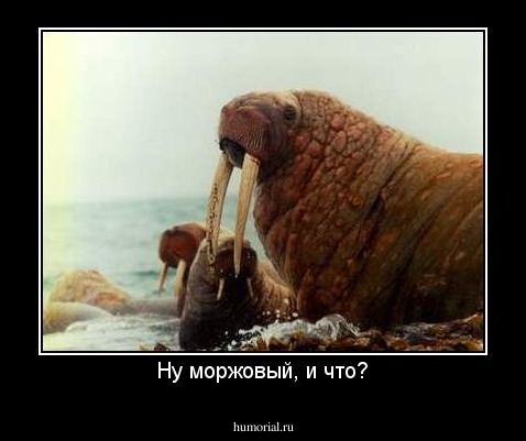 Ну моржовый, и что?