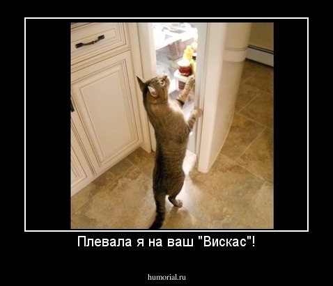 Плевала я на ваш "Вискас"!