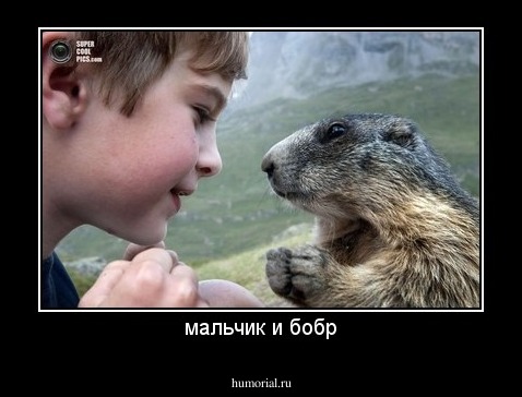 мальчик и бобр