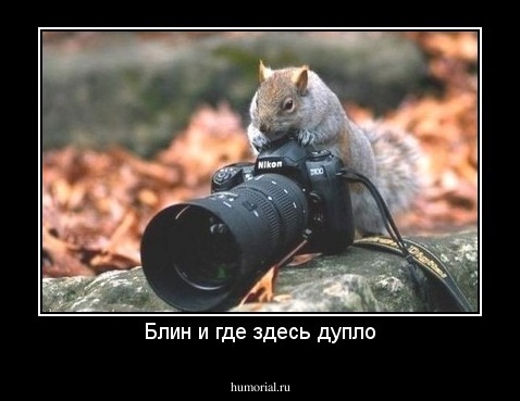 Блин и где здесь дупло