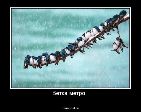 Ветка метро. 