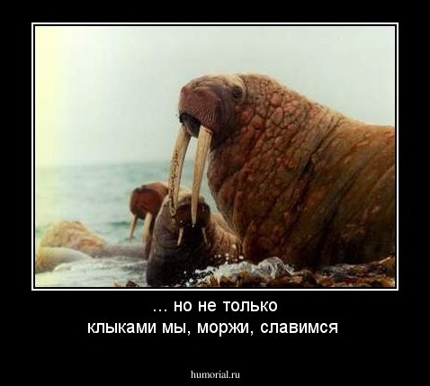 ... но не только клыками мы, моржи, славимся