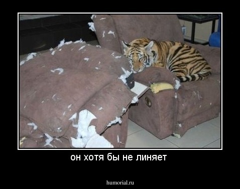он хотя бы не линяет 