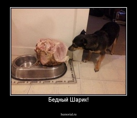 Бедный Шарик!