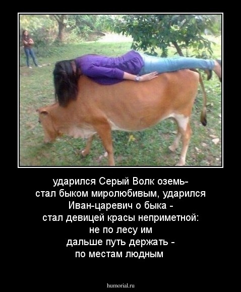ударился Серый Волк оземь- стал быком миролюбивым,  ударился Иван-царевич о быка - стал девицей красы неприметной: не по лесу им дальше путь держать - по местам людным