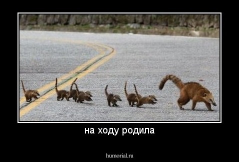 на ходу родила