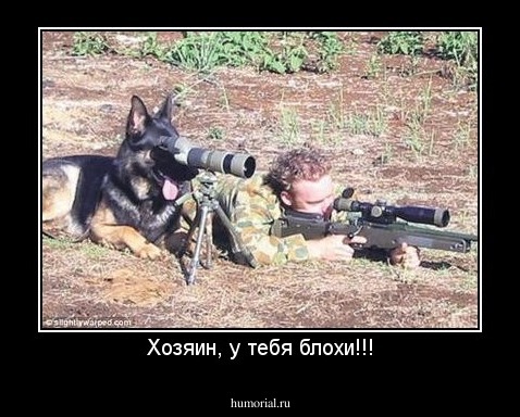 Хозяин, у тебя блохи!!!