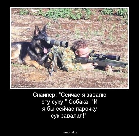 Снайпер: "Сейчас я завалю эту суку!"

Собака: "И я бы сейчас парочку сук завалил!" 