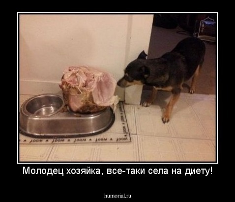 Молодец хозяйка, все-таки села на диету!