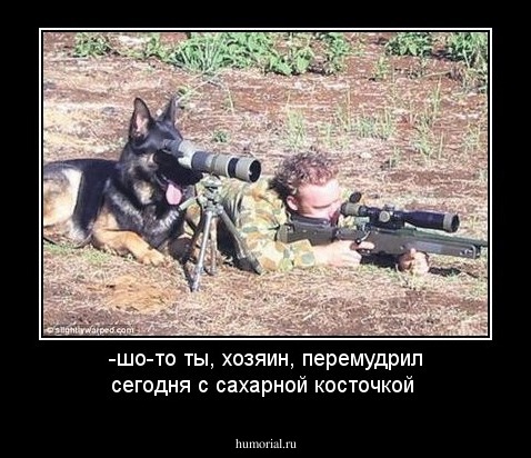 -шо-то ты, хозяин, перемудрил сегодня с сахарной косточкой