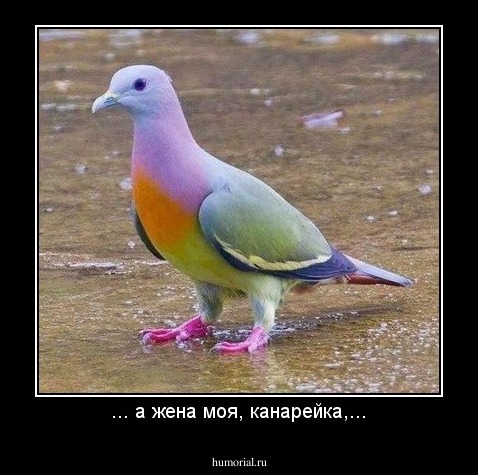 ... а жена моя, канарейка,...