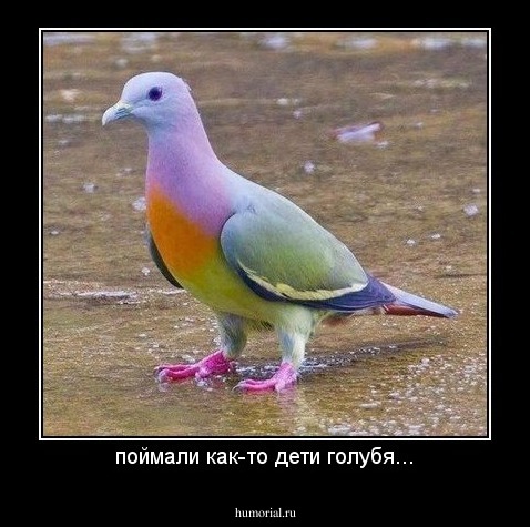 поймали как-то дети голубя...