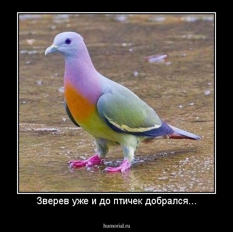 Зверев уже и до птичек добрался...