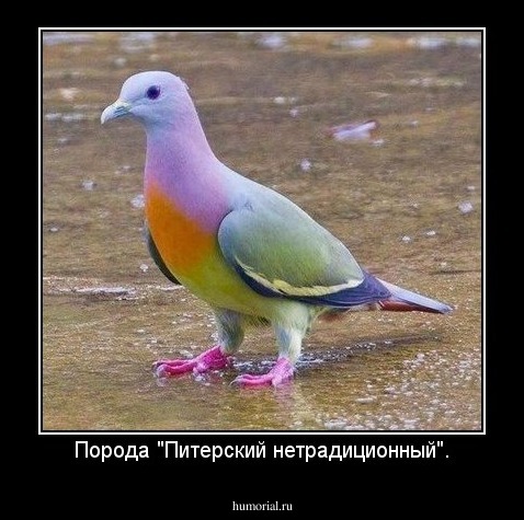 Порода "Питерский нетрадиционный".