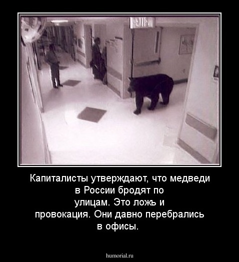 Капиталисты утверждают, что медведи в России бродят по улицам.  Это ложь и провокация. Они давно перебрались в офисы.