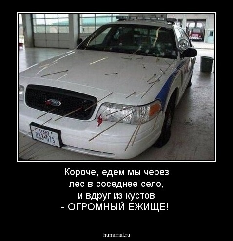 Короче, едем мы через лес в соседнее село, и вдруг из кустов - OГРОМНЫЙ ЕЖИЩЕ! 