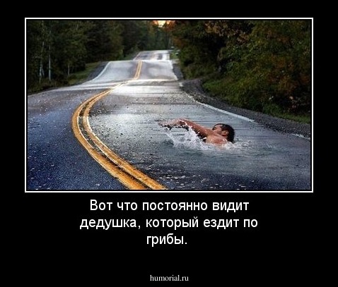 Вот что постоянно видит дедушка, который ездит по грибы.